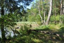 Drzewa w Rezerwacie Kalejty oraz fragment jeziora, fot. J. Koniecko