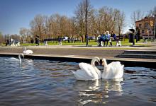 Augustów Błonia Nad Nettą