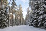 Zdjęcie Puszczy Augustowskiej zimą, fot. J. Koniecko
